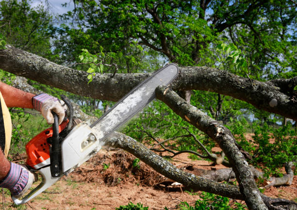 Best Tree Trimming and Pruning  in Carthage, TN